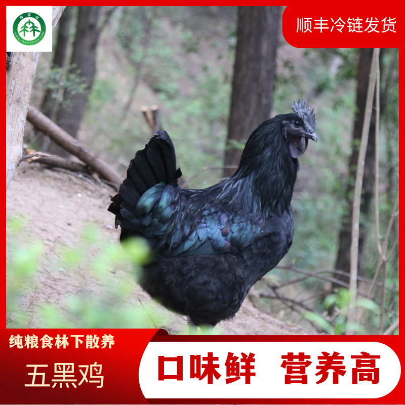 冉家山180天以上（剑门关土鸡林下五谷杂粮散养+肉质细嫩味美）