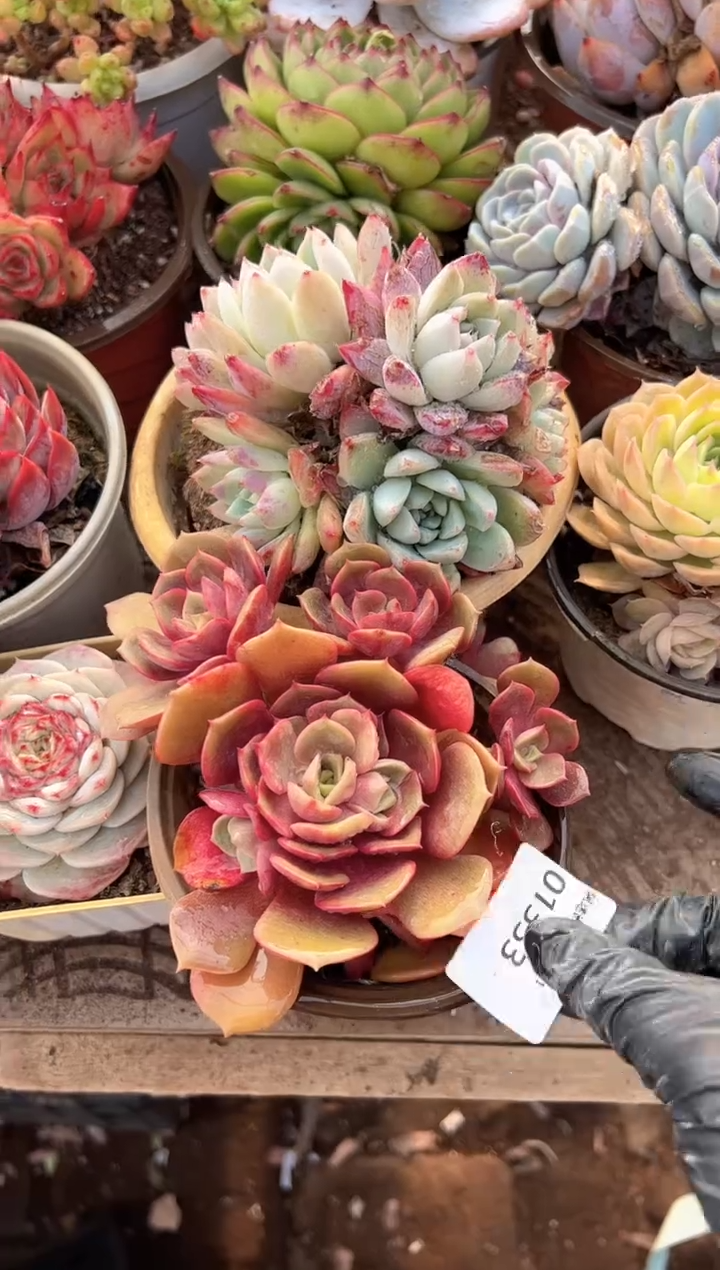 乖*兔多肉植物一物一拍01333