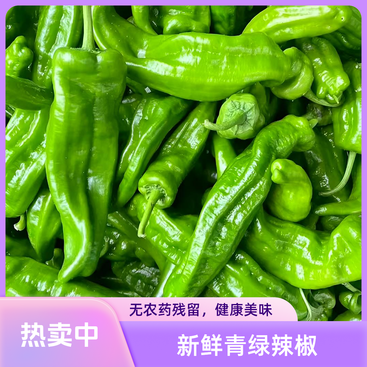 新鲜上市虎皮青椒薄皮微辣田间地头时令蔬菜自产自销现摘现发