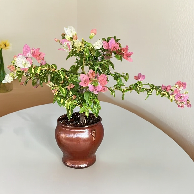 金心橙白品种袋苗三角梅四季勤花爬藤绿植袋苗不包huo