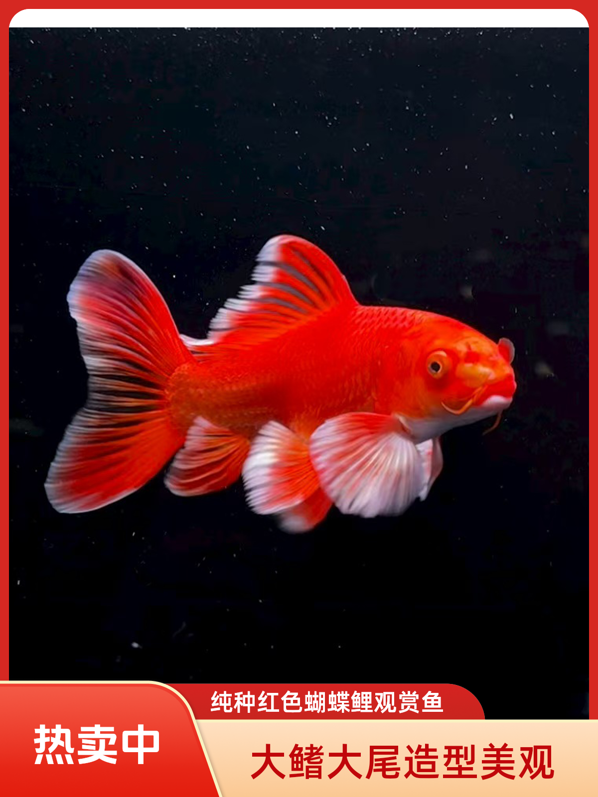 纯种红色蝴蝶鲤观赏鱼大鳍大尾冷水鲜活耐活好养观赏鱼好养耐活