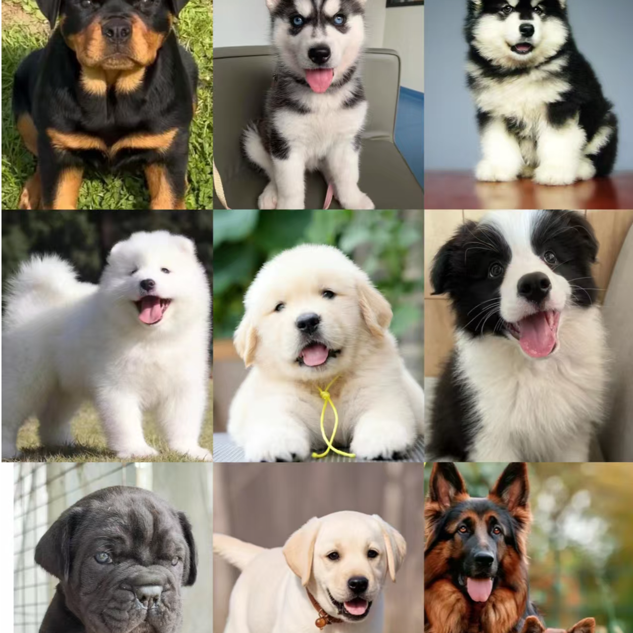 【雪姐家萌宠】宠物犬一宠一拍，仅支持平台交易，链接1
