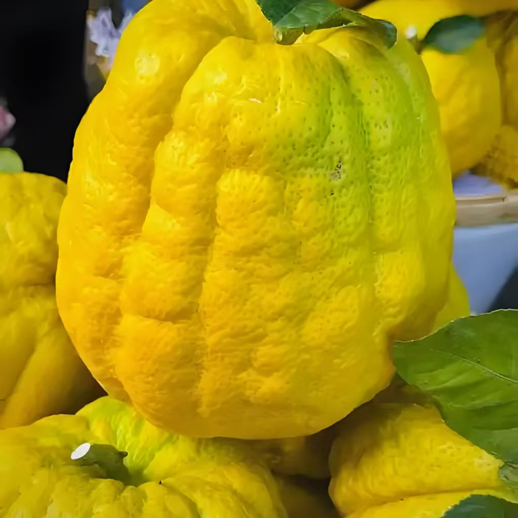 云南新鲜香橼果可食用香甜清脆还能观赏闻香柑橘枸橼子