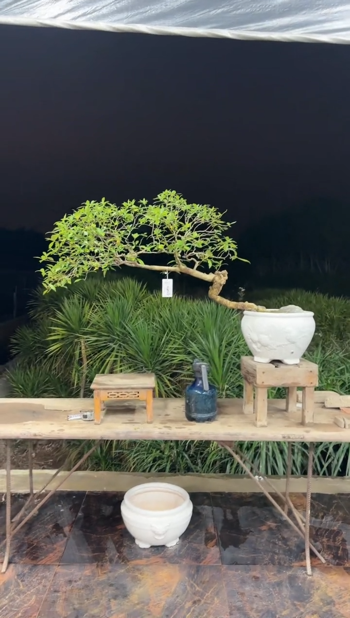 【闪购商品】盆景海岛栀子花