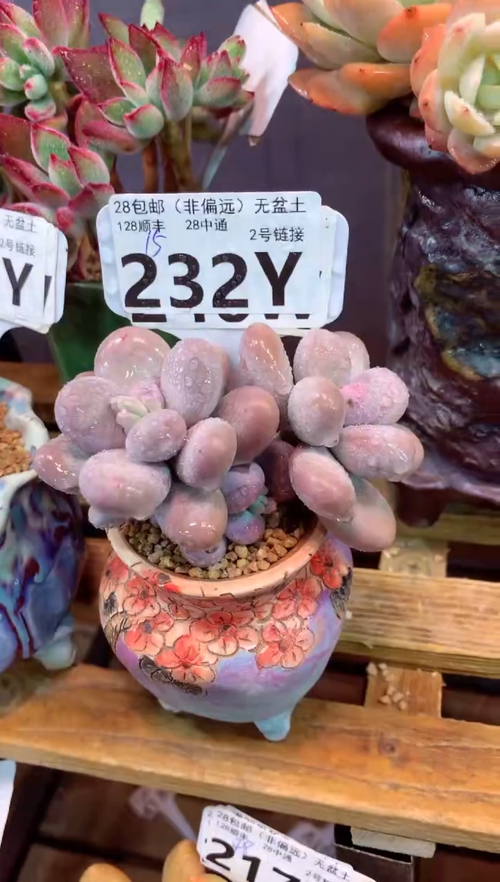 232Y（一物一拍，精品多肉，w所见即所得 ）