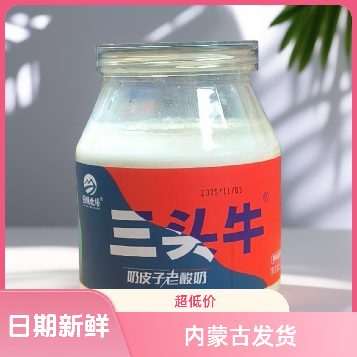 【酸奶奶皮】正宗内蒙草原美食特产奶皮子酸奶发酵老酸奶每罐508克