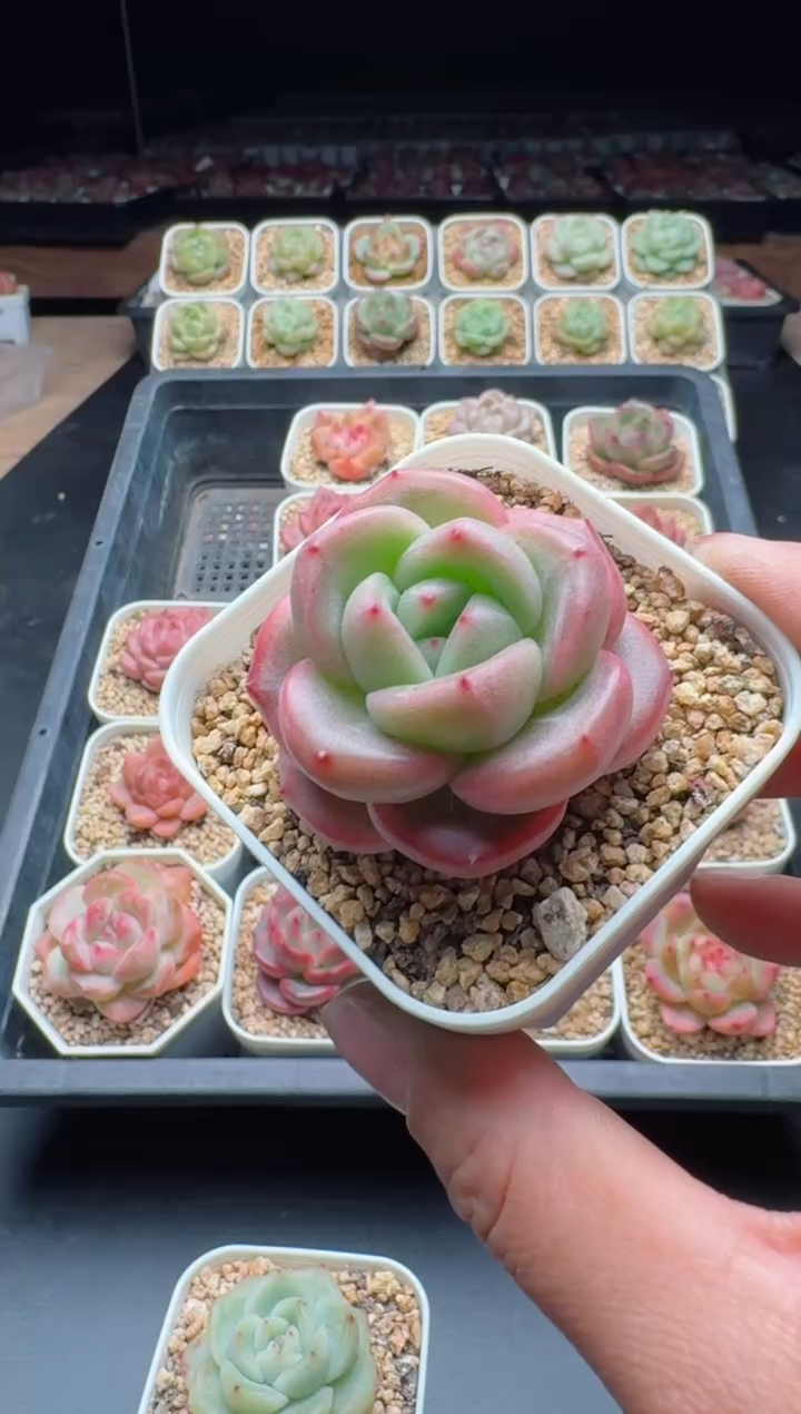 【闪购商品】842A多肉脱土发6.5杯当天拍3颗包柚