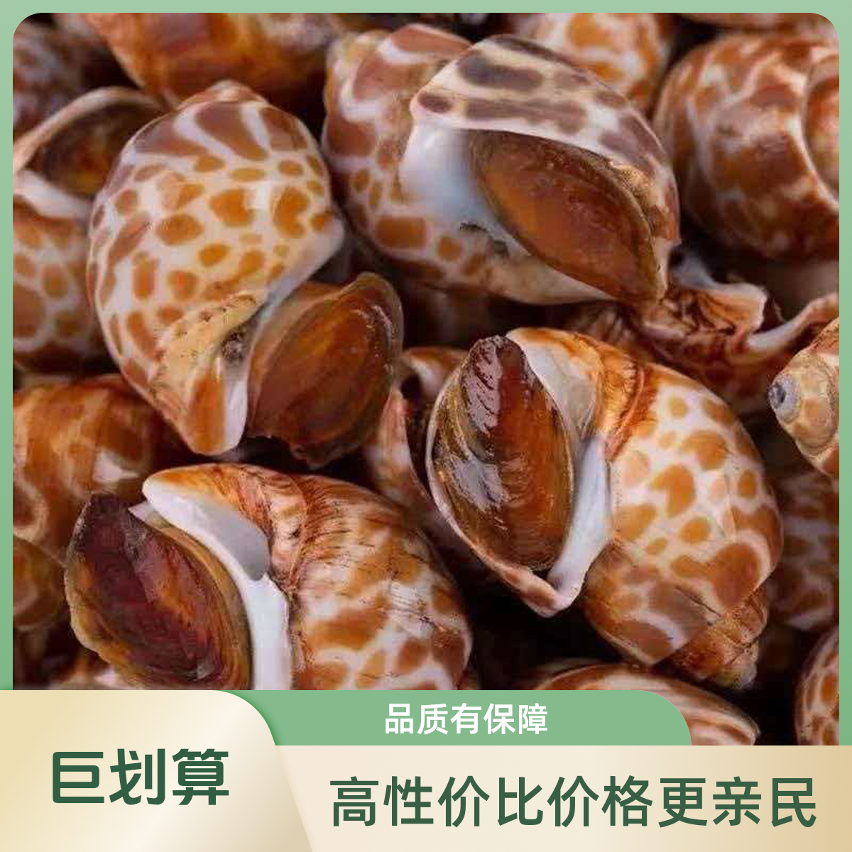 花螺干净的无泥沙拍3斤送一斤全程顺丰冷链发货鲜活速冻1/3【1萍】