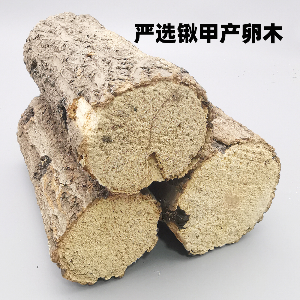 锹甲产卵木彩虹锹甲扁锹刀锹锯锹产卵木巴拉望巨扁苏门繁殖产房用