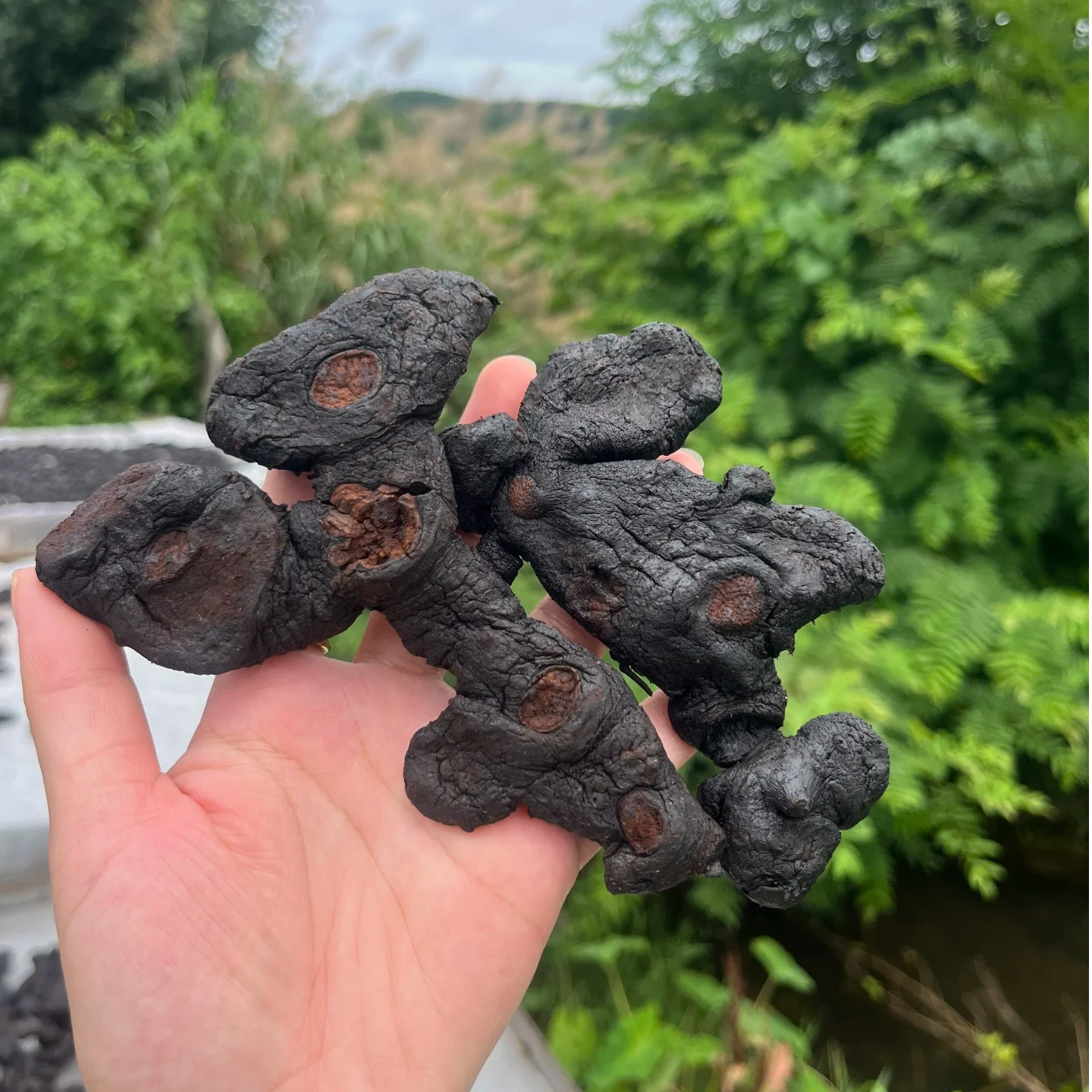 【山野土特产】云南大山下山货 干嚼泡水煲汤泡酒 食用农产品 