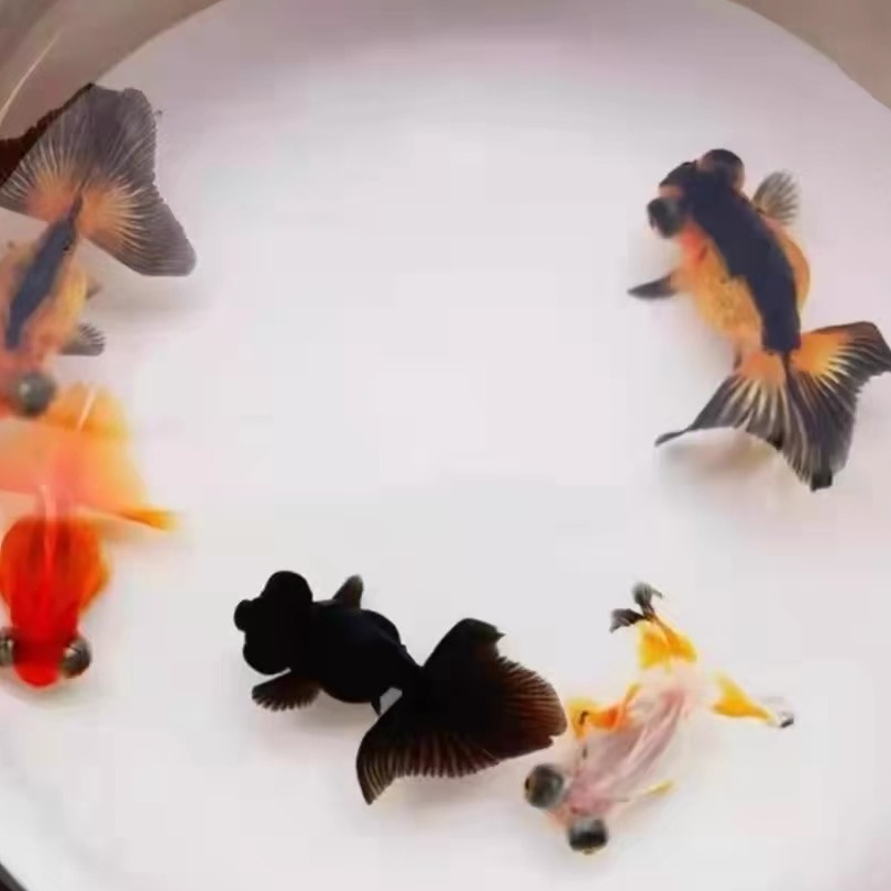  红色方形号牌150-200观赏鱼金鱼活鱼冷水鱼