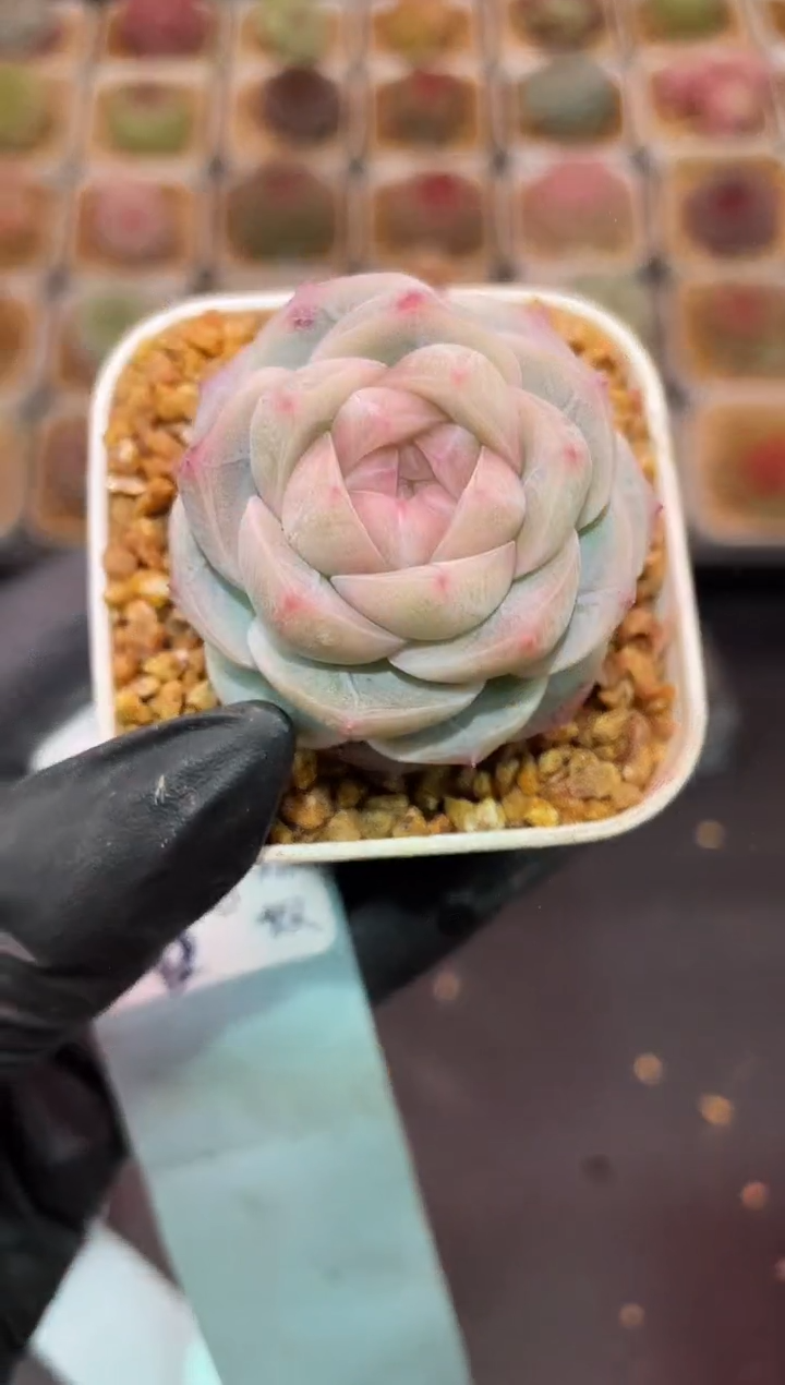 闪购147 云梦泽多肉一颗