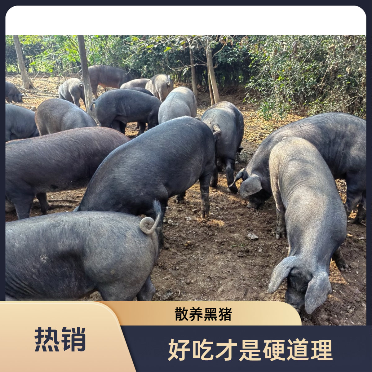 散养黑猪肉五花肉 