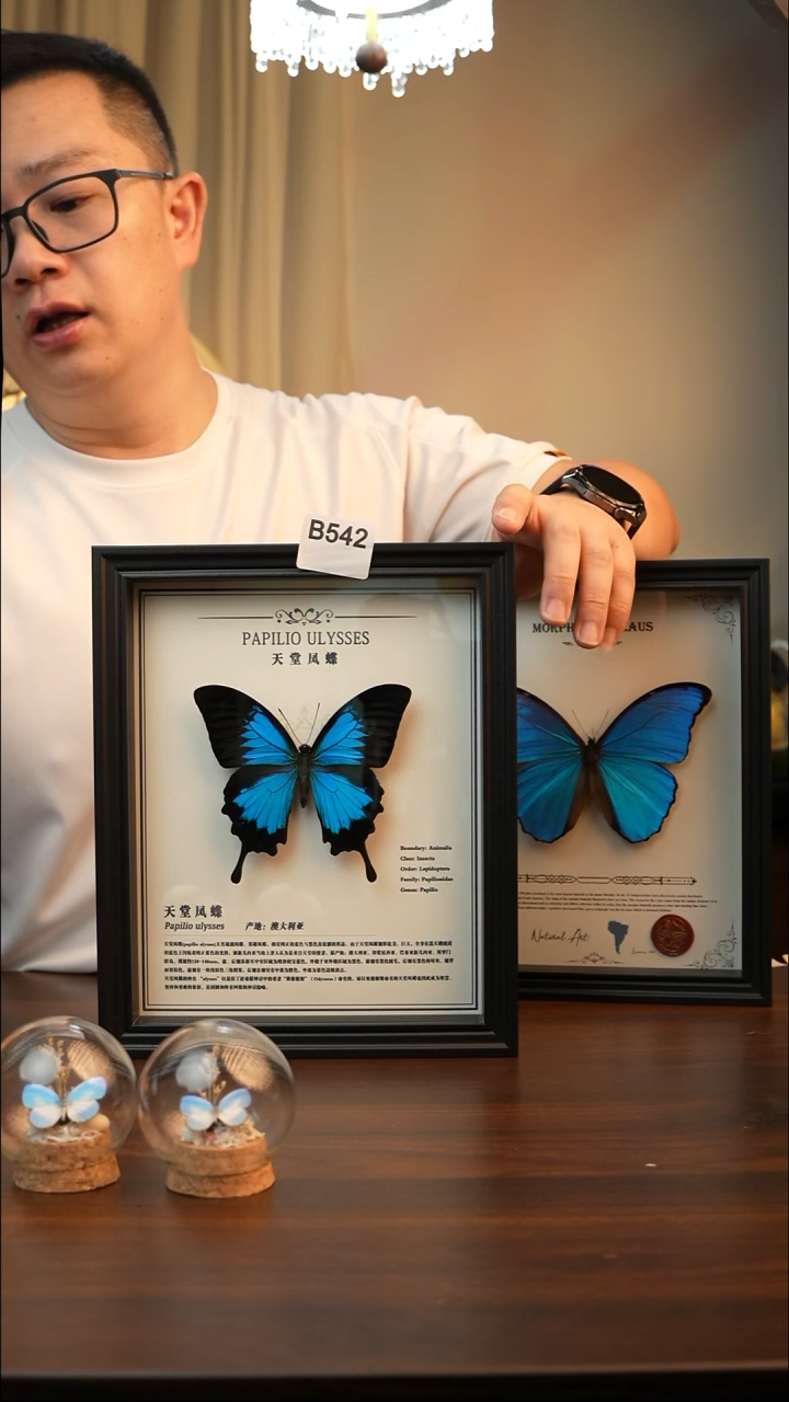 天堂凤蝶真蝴蝶标本B542