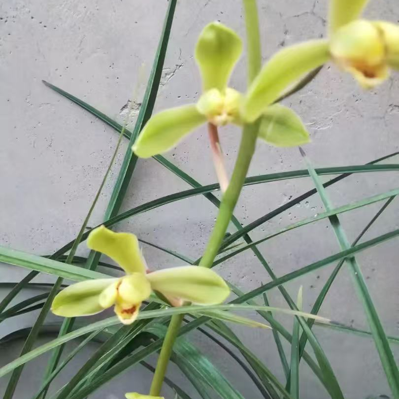 静静家惠兰春兰花草浓香型清香味一杆多花九头兰一物一拍