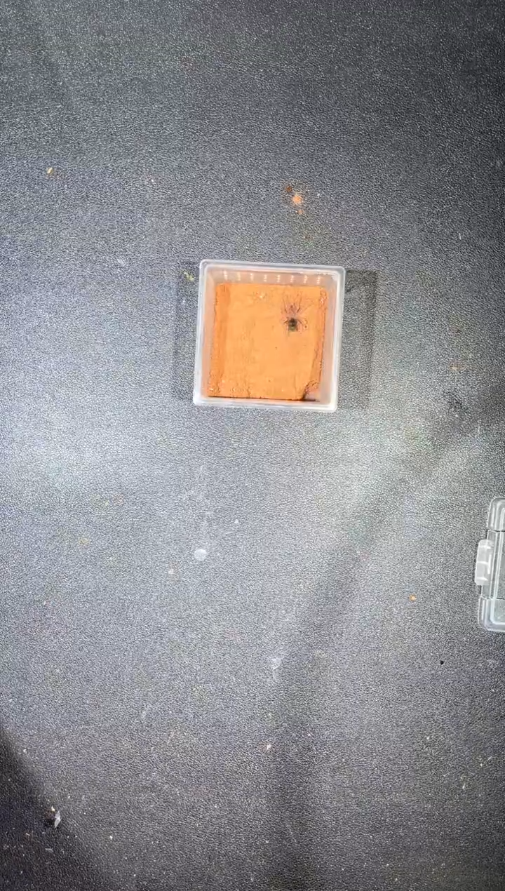 跳蛛巴西黑3L苗子未分