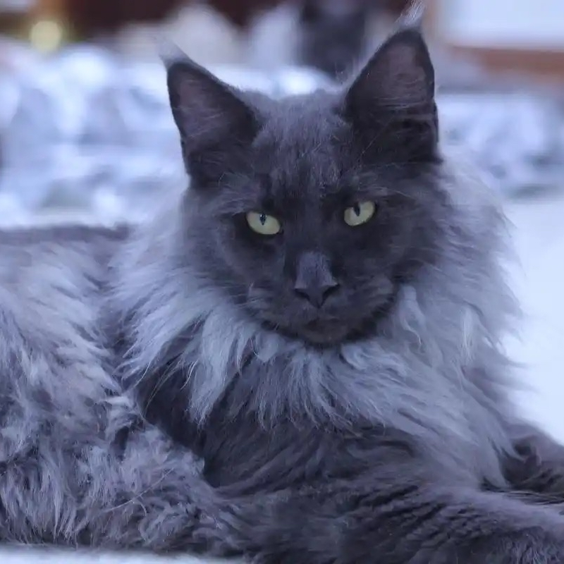 俄系大体缅因猫花色多