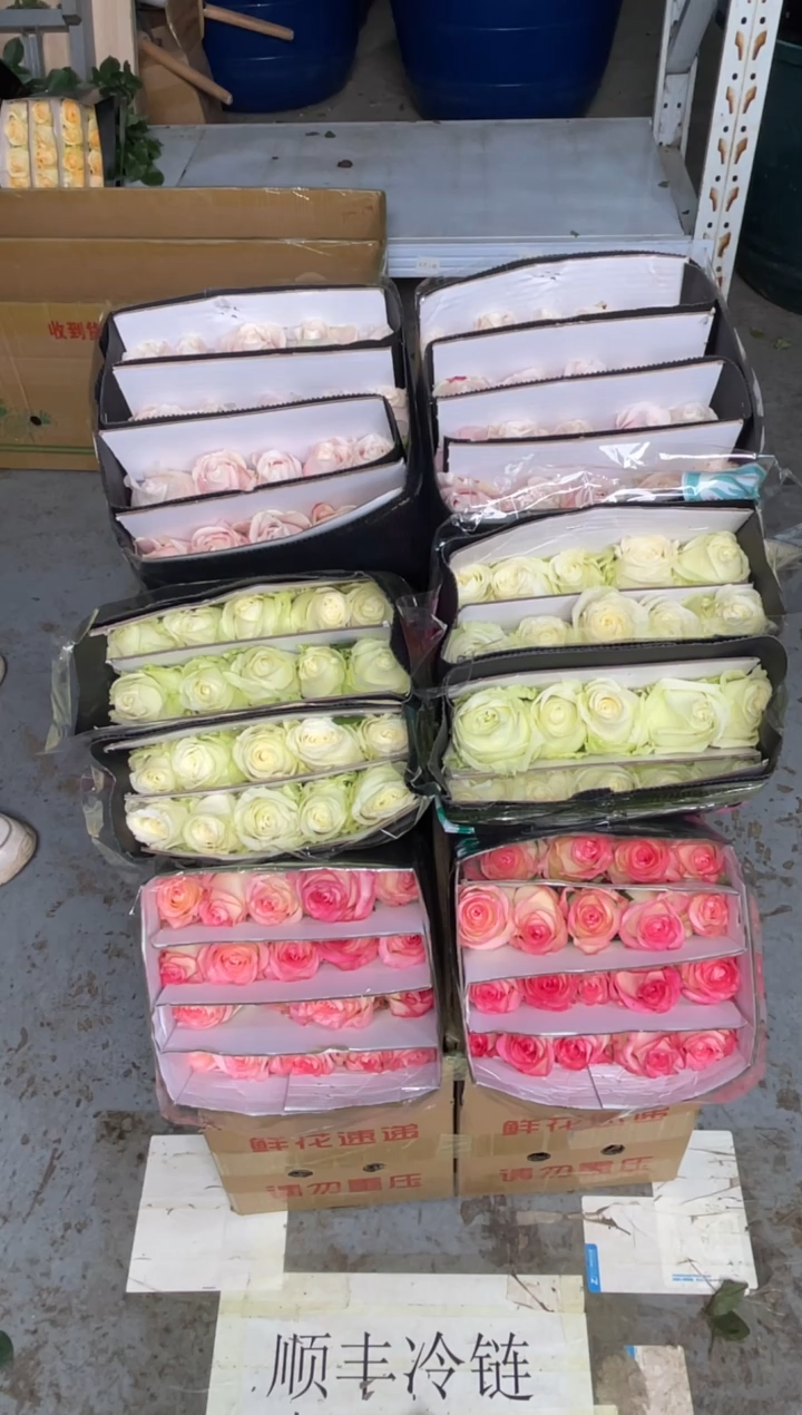 粉红20枝+白雪山20枝+艾沙20枝