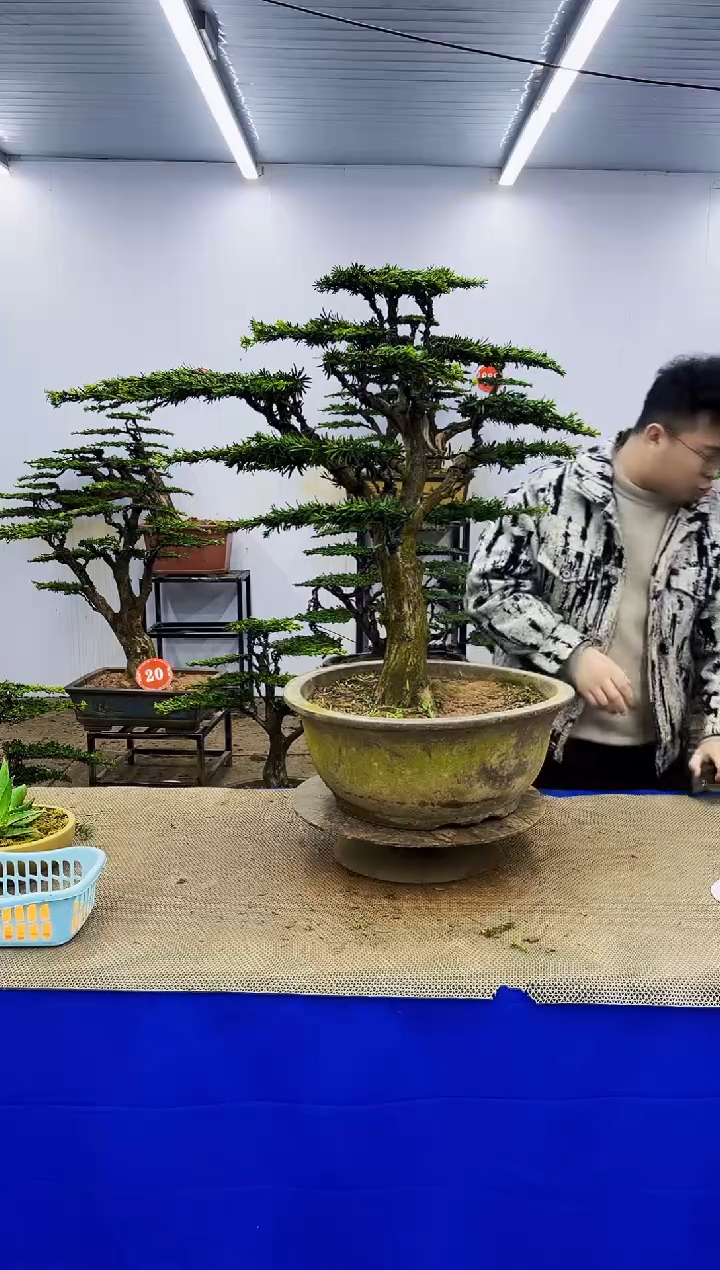 无花朵一物一拍，所见即所得