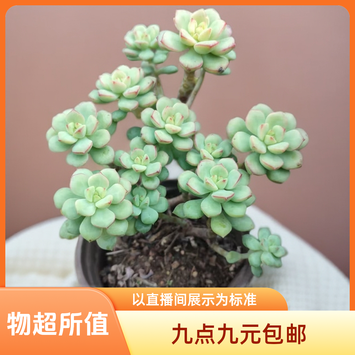 探戈多肉（九点九元包邮）阳台庭院盆栽                          