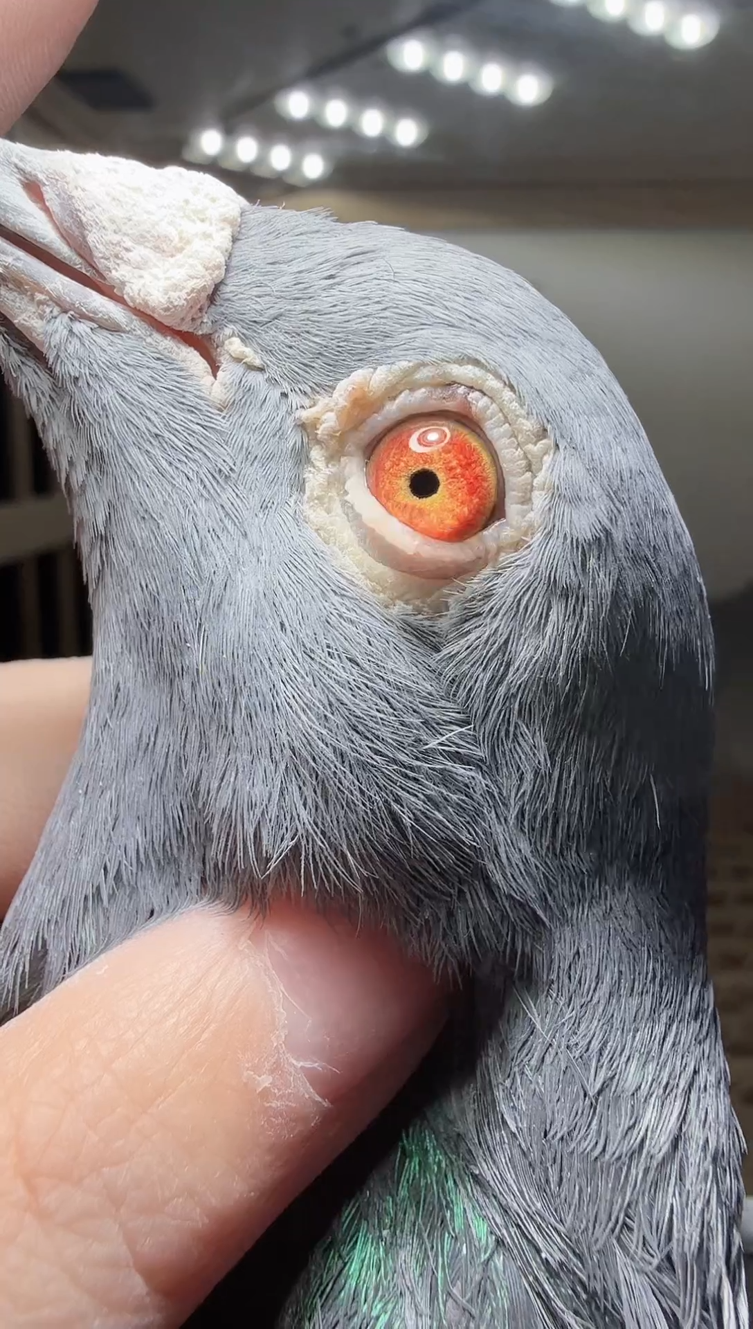 霹雳小伙 400 环号6652