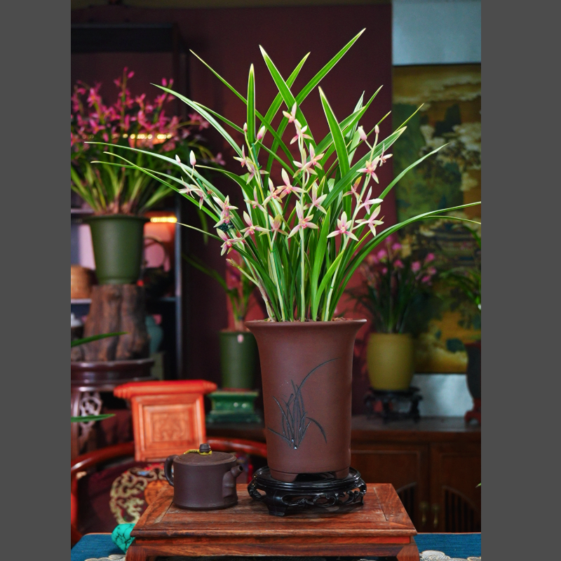 建兰铭品【胭脂仙子】带花苞栽好发货特级兰花室内客厅桌面好养绿植