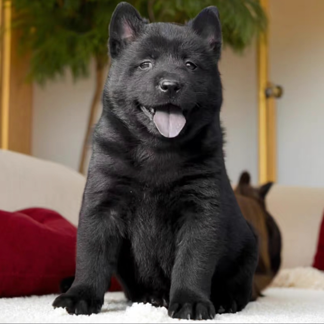 五黑犬幼犬中华田园犬广西土猎犬纯种活体看家护院宠物狗