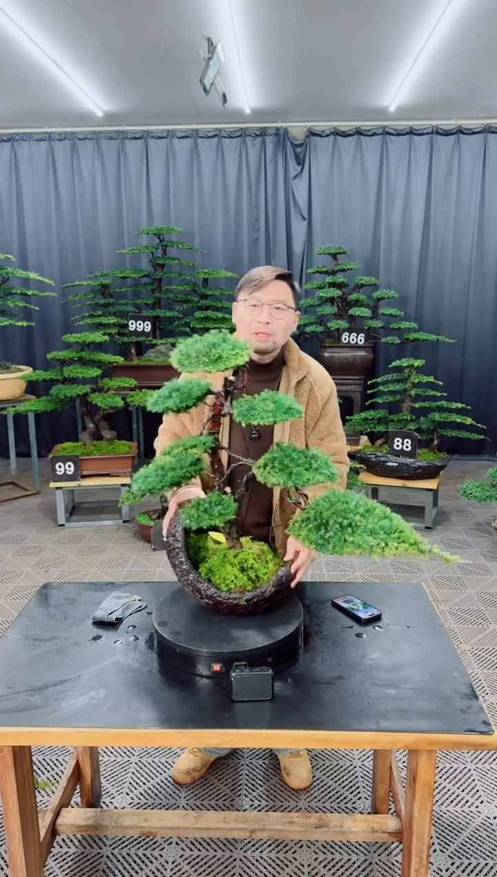 无花朵盆景......