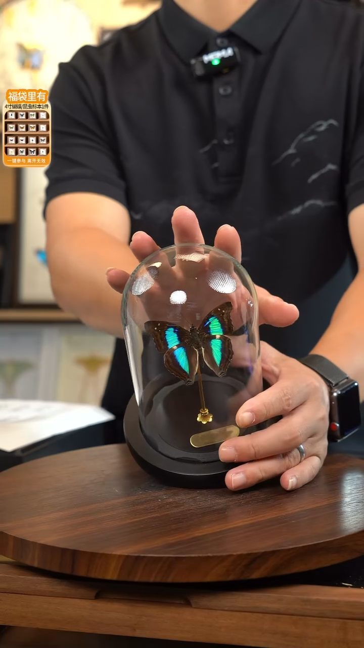 蓝带荣蛱蝶玻璃罩款