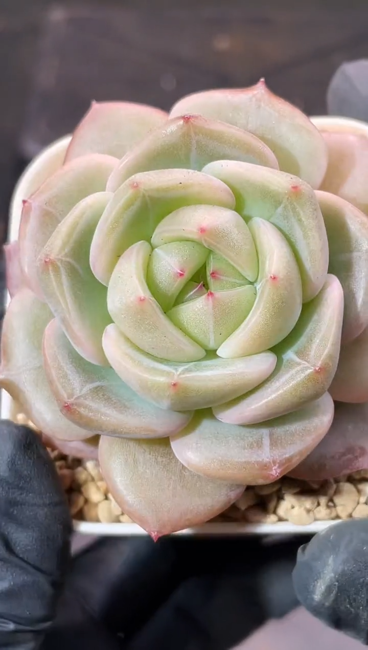 11-73 翡灯4-5厘米 量拍发一颗