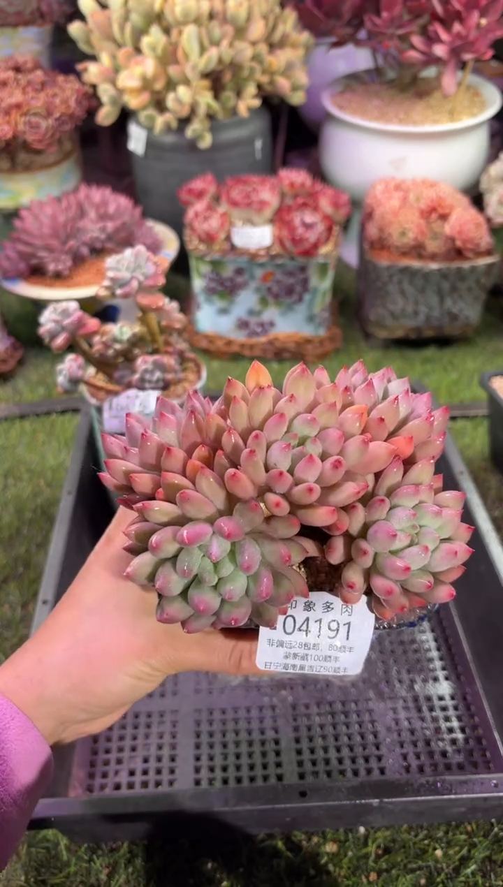 【闪购商品】04191