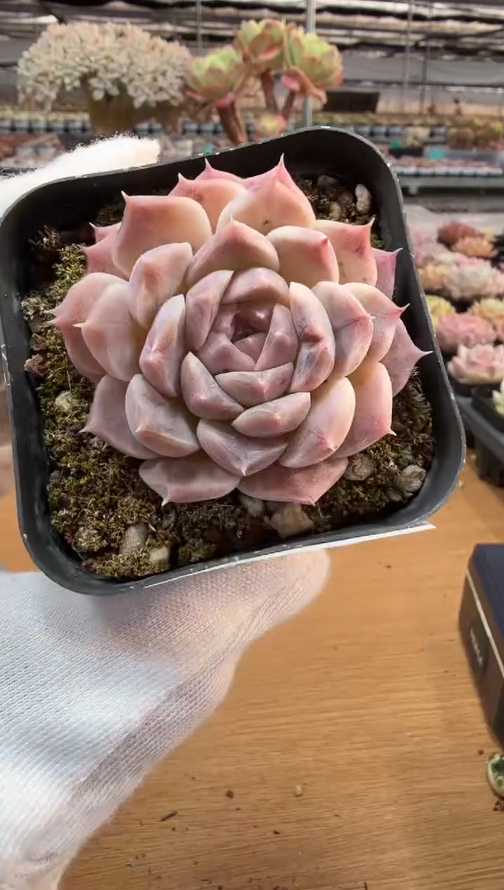 东云多肉园二店-310