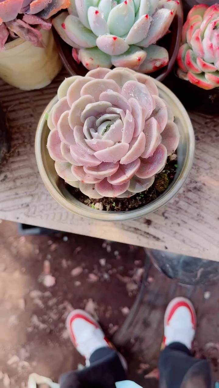 唱***听跃跃精品多肉01125