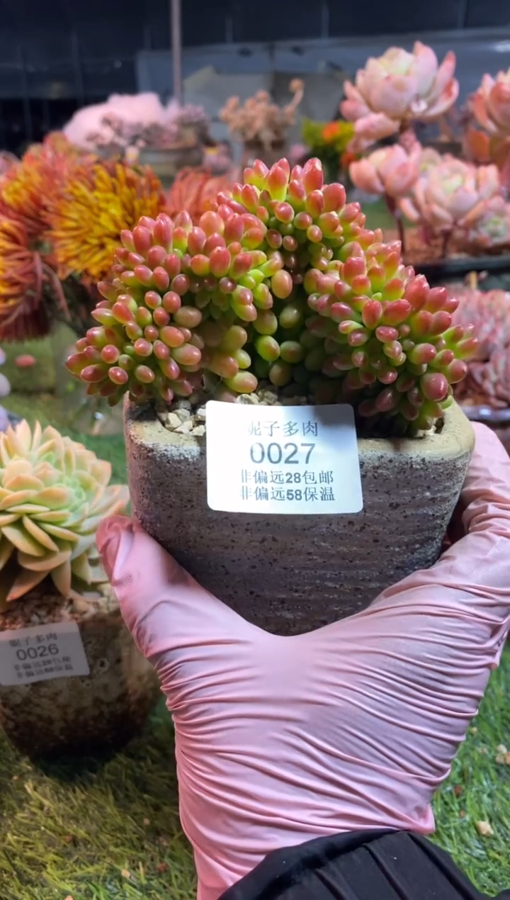 【闪购商品】0027a