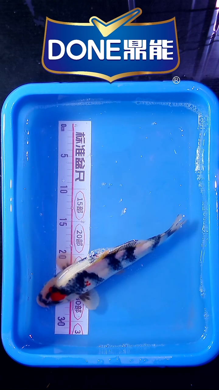 锦鲤直播间菁选 对版发货 25号