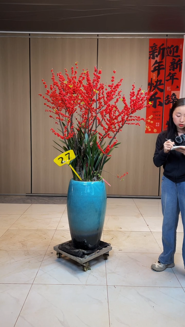 【闪购商品】北美冬青