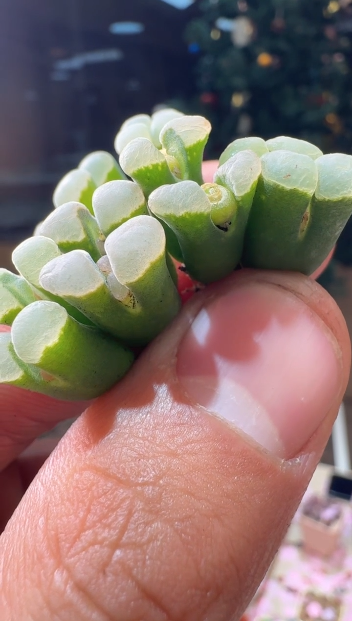 202多肉植物肉锥骚粉天鹅绒一颗