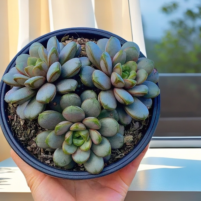 群生葡萄   稀缺  贵货 多肉植物【多肉满15包邮】新手好养 