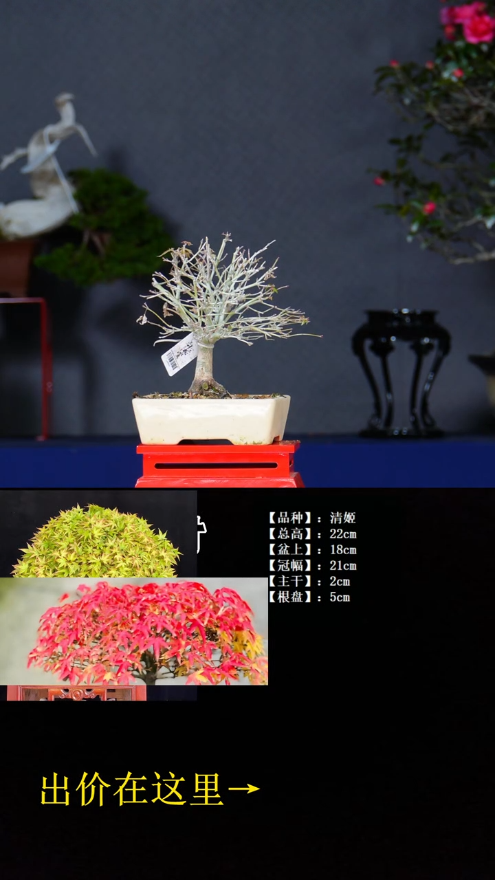 无花朵清姬 不包邮