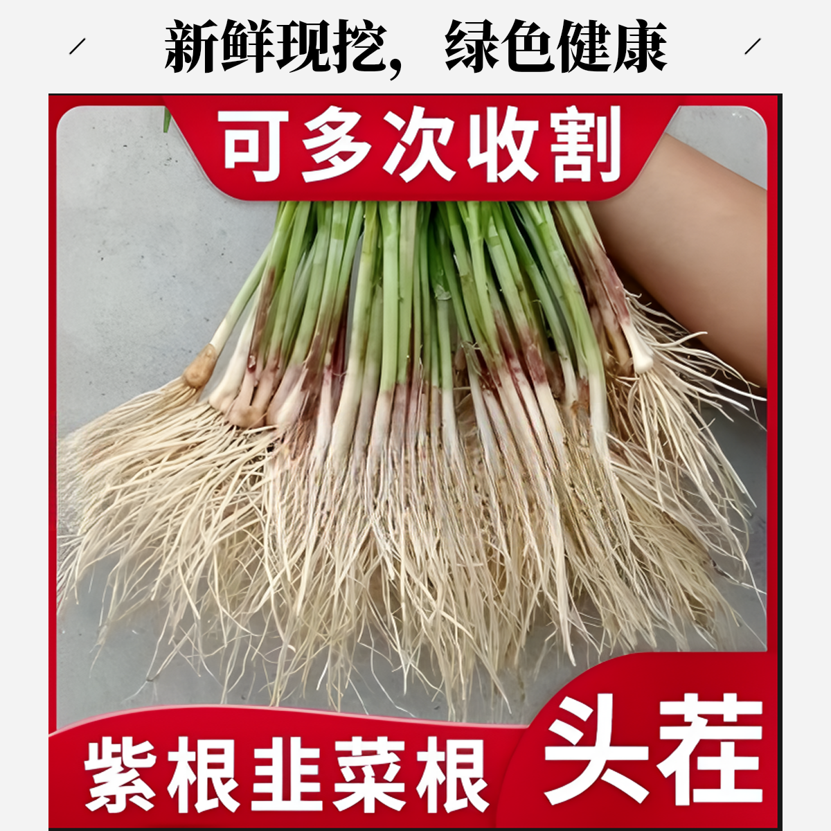 新鲜当季现挖韭菜根苗宽叶紫根阳台四季可种蔬菜盆栽