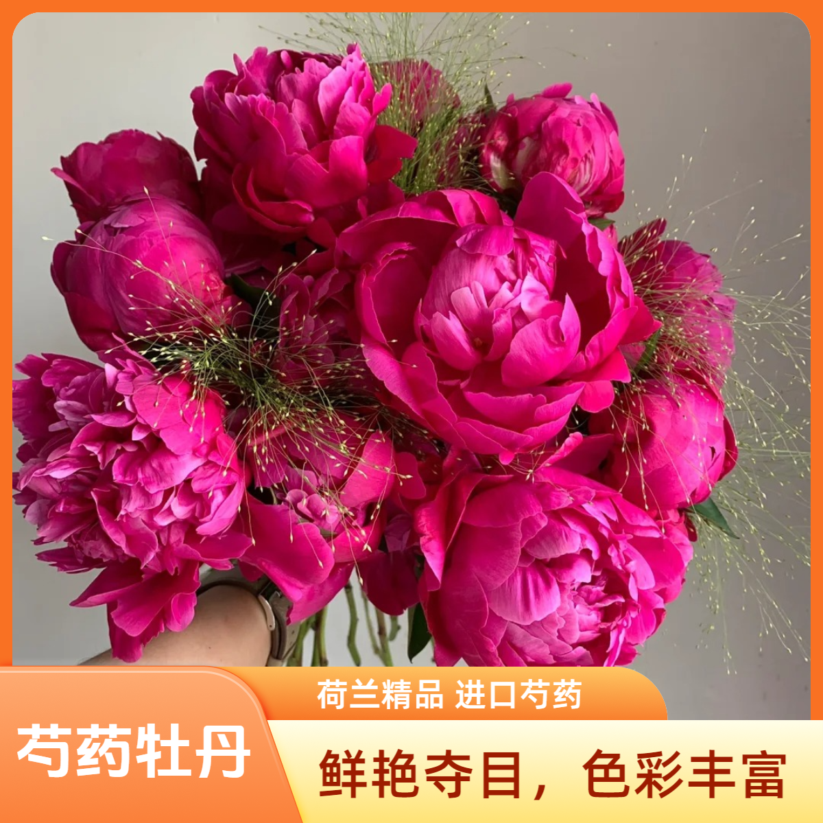 【红沙拉-3A】菏泽芍药鲜花红沙拉进口鲜切花花卉基地直发鲜花束