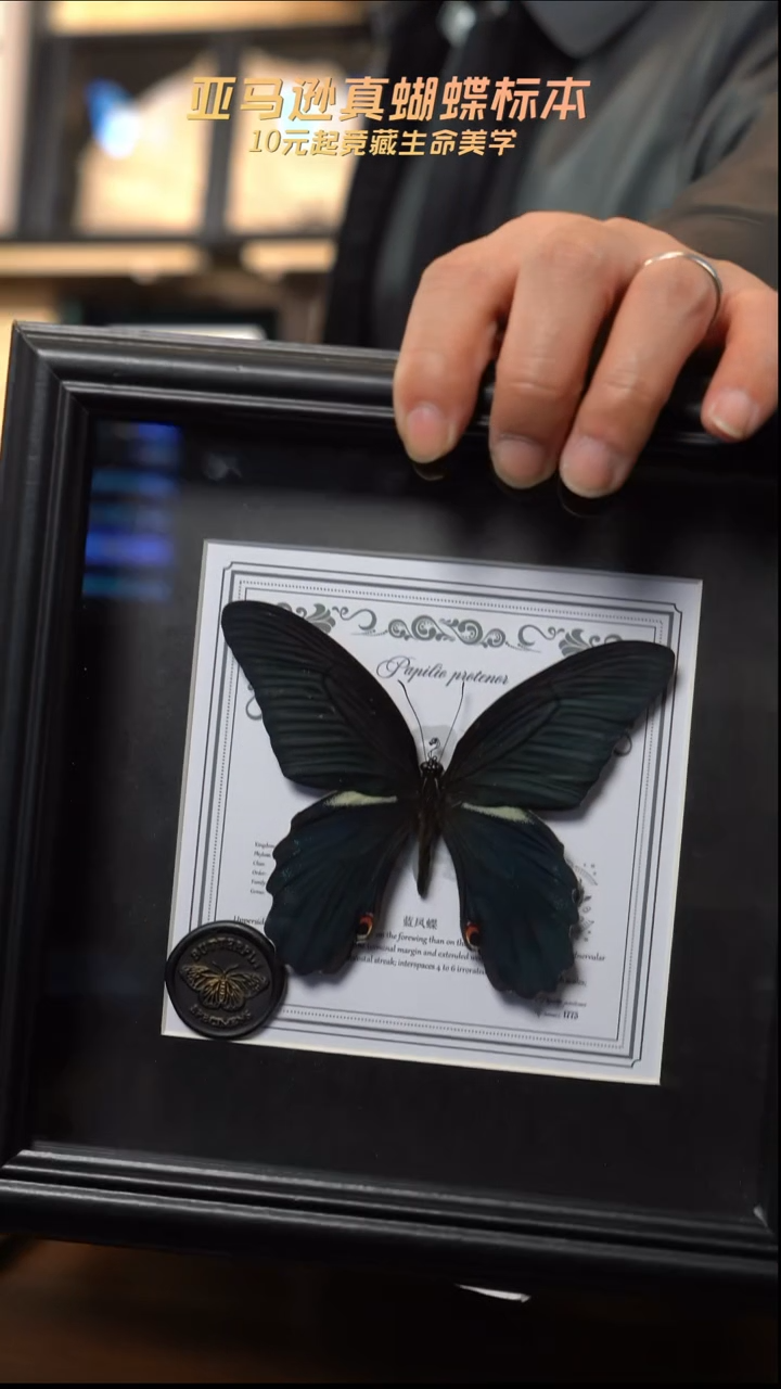 蓝凤蝶盲盒款7寸方框