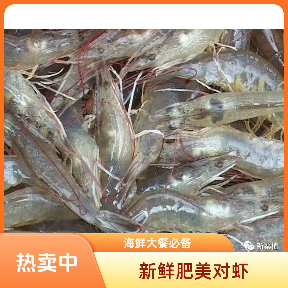 基围虾一斤（大号）