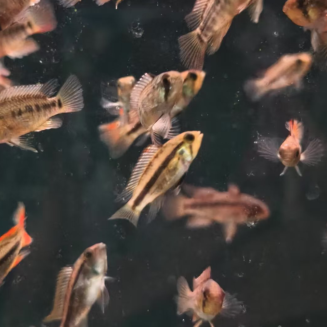 西西小鱼 不知名短鲷鱼