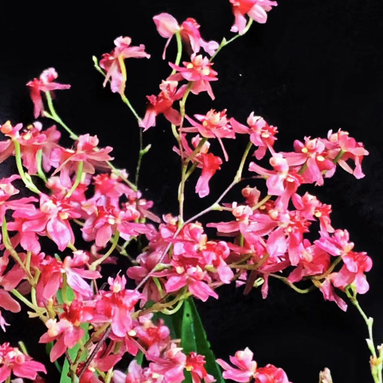 梦香兰（满堂红130盆15花剑起）精品兰花绿植盆栽