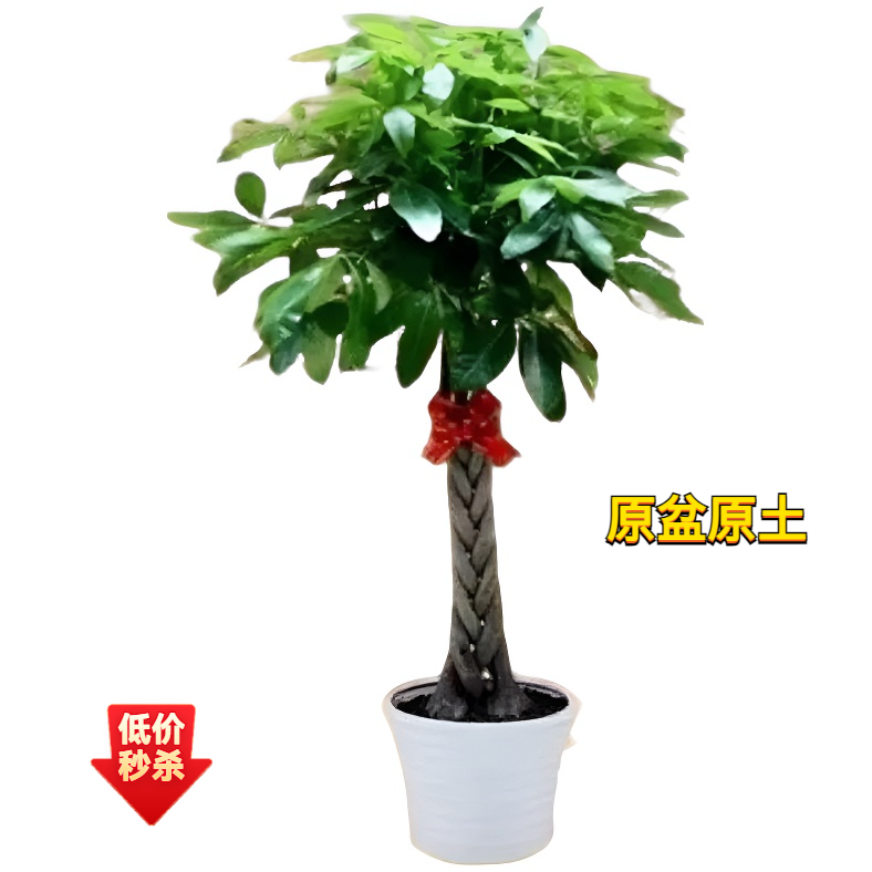 乔迁新居盆栽发财树绿植盆景四季常青花卉净化空气观叶植物招财福
