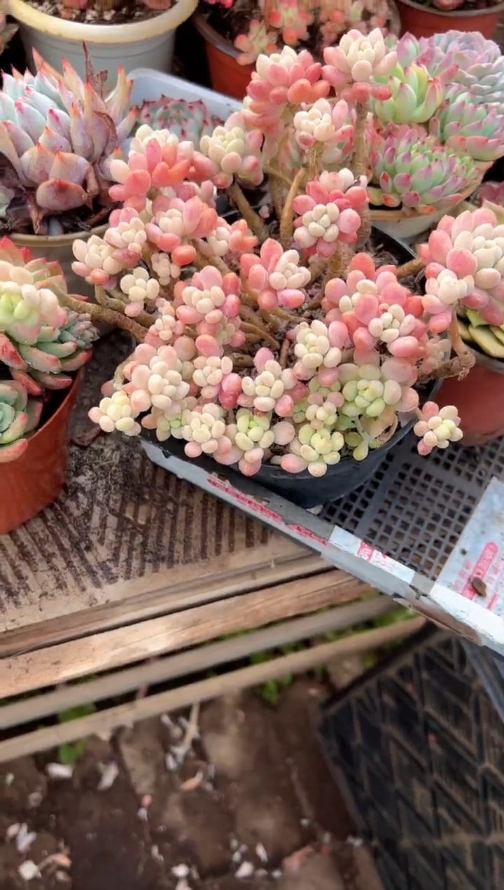 绿**沙多肉植物一物一拍26348