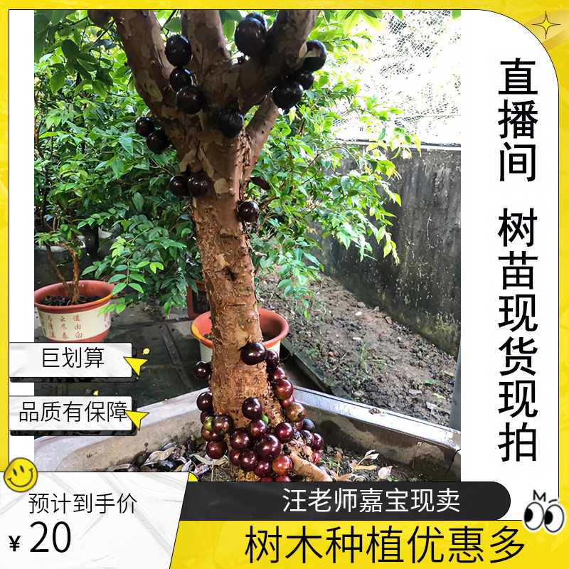 直播链接汪老师现货现卖嘉宝果树优惠捡漏修剪种植枸骨树荔枝王
