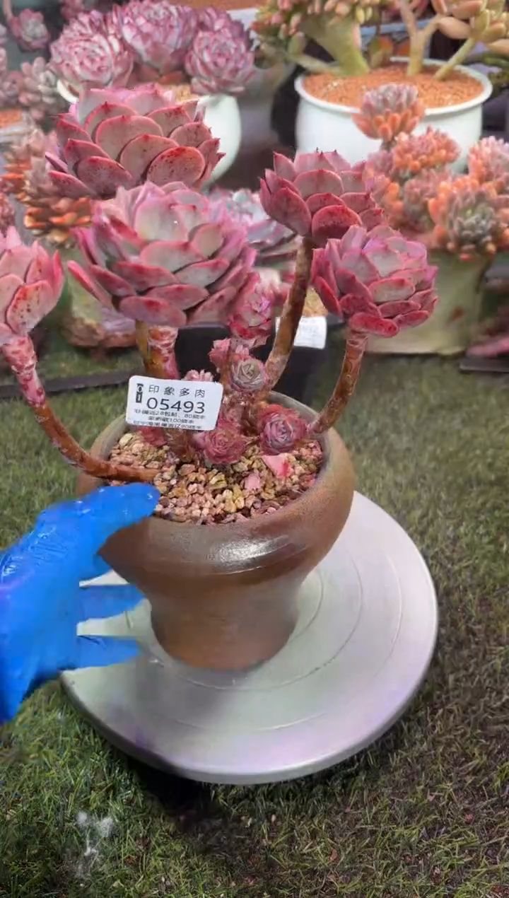 【闪购商品】05493