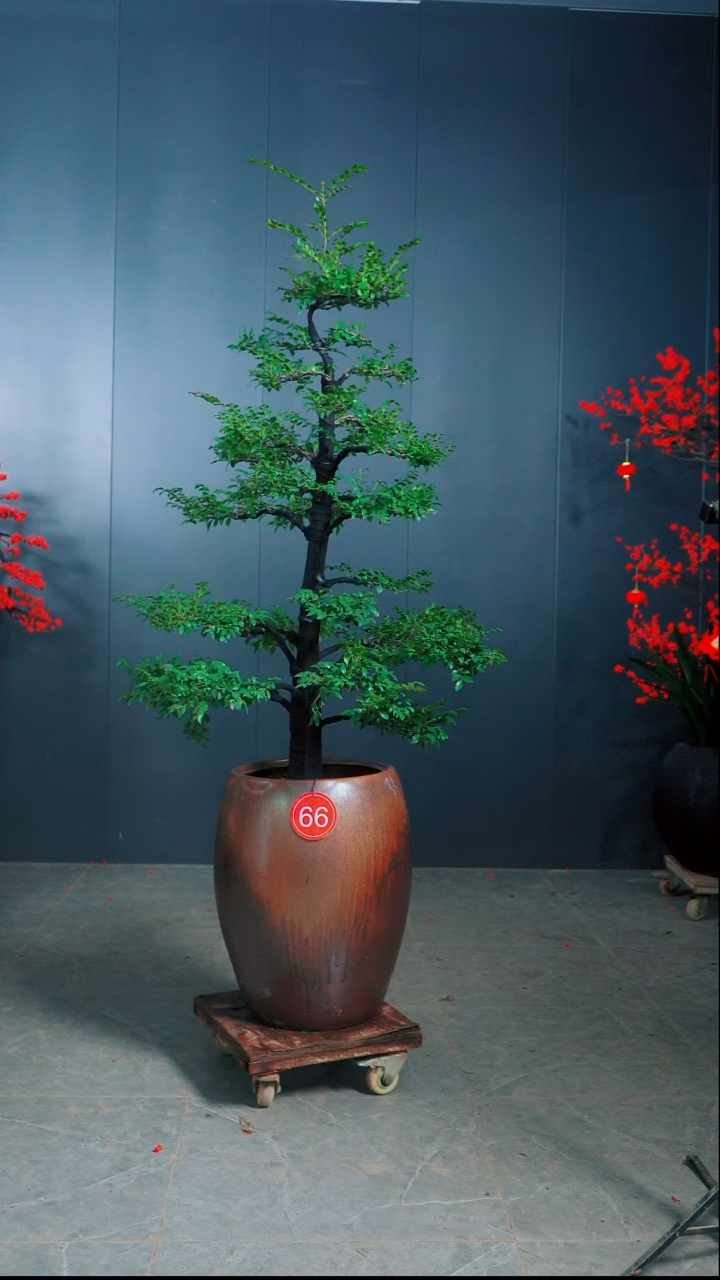 无花朵昵***置小叶紫檀66号